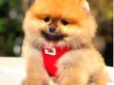 Orange Üst Kali̇te Di̇şi̇ Pomerani̇an