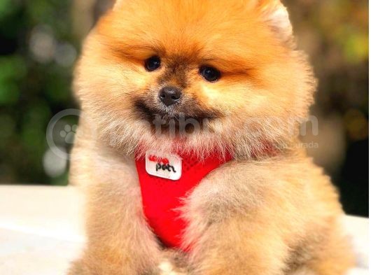 Orange Üst Kali̇te Di̇şi̇ Pomerani̇an görsel