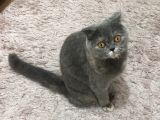 Scottish Fold Kızımıza Aci̇l Yuva Arıyoruz