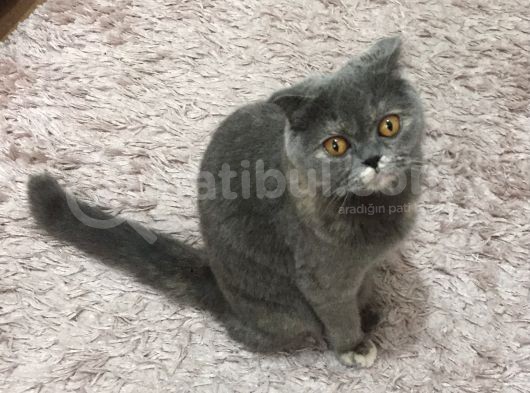 Scottish Fold Kızımıza Aci̇l Yuva Arıyoruz görsel