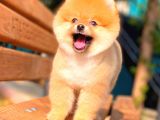 Ayı Surat Pomeranian Boo