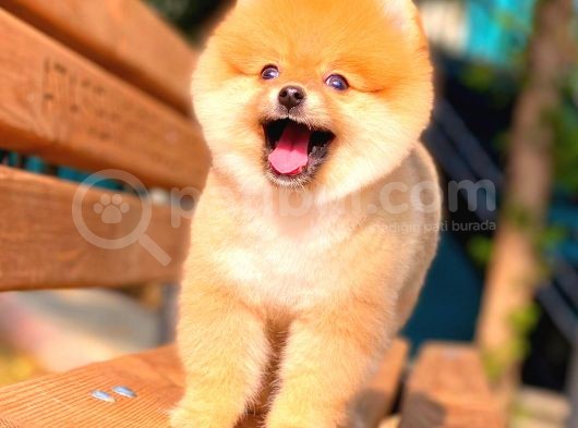 Ayı Surat Pomeranian Boo görsel