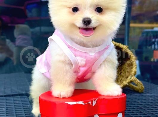 2,5 Aylık Erkek Ve Dişi Pomeranian Yavrular görsel