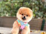 Pomeranian Boo Teddy Face Dişi Yavrumuz