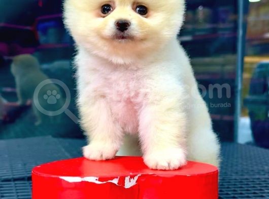 2,5 Aylık Erkek Ve Dişi Pomeranian Yavrular görsel