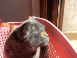 Scottish Fold Kızımıza ACİL Yuva Arıyoruz