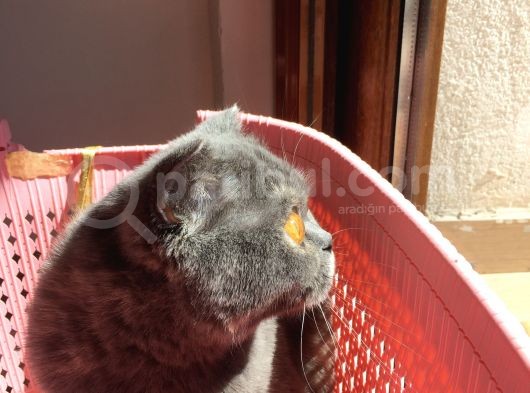 Scottish Fold Kızımıza Aci̇l Yuva Arıyoruz