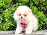 Teddy Face Boo Pomeranian Yavrular