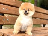 Pomeranian Boo Teddy Face Dişi Yavrumuz