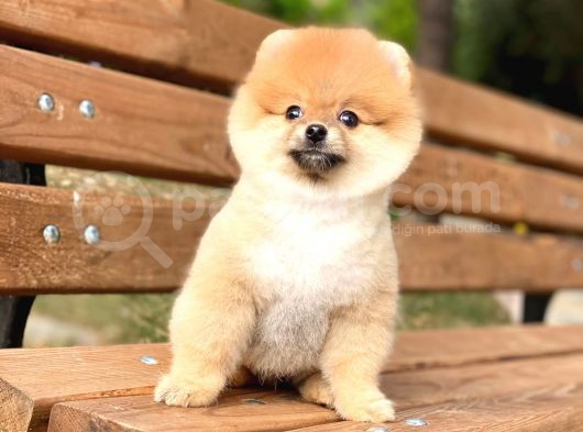 Pomeranian Boo Teddy Face Dişi Yavrumuz görsel