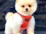 Krem Pomerani̇an Boo Kizimiz