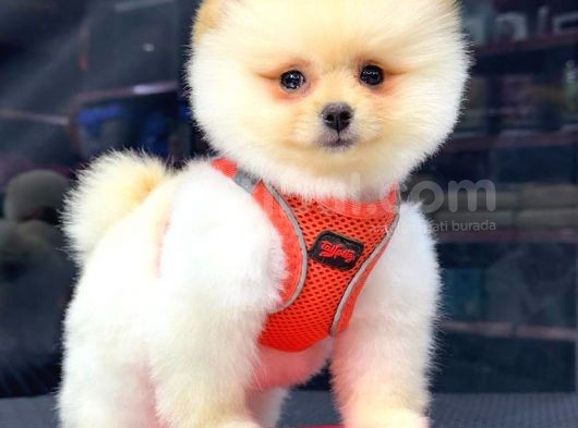 Krem Pomerani̇an Boo Kizimiz
