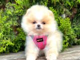 Teddy Face Boo Pomeranian Yavrular