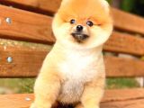 Ayı Surat Pomeranian Boo