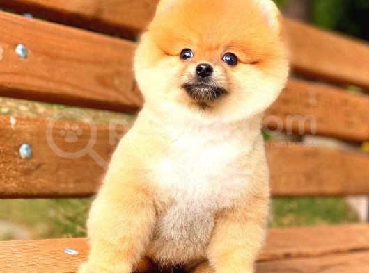 Ayı Surat Pomeranian Boo görsel