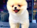 En Kaliteli Pomeranian