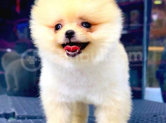 En Kaliteli Pomeranian görsel