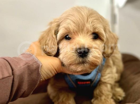 Dizayn Irk Sevimli Maltipoo Yavrular görsel