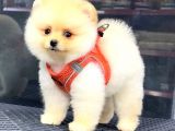 Krem Pomerani̇an Boo Kizimiz