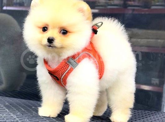 Krem Pomerani̇an Boo Kizimiz görsel