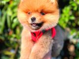 Ayi Surat Pomerani̇an Di̇şi̇