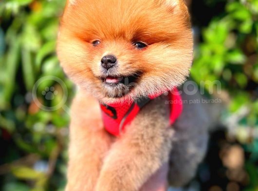 Ayi Surat Pomerani̇an Di̇şi̇ görsel