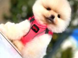 Teddy Bear Di̇şi̇ Pomerani̇an