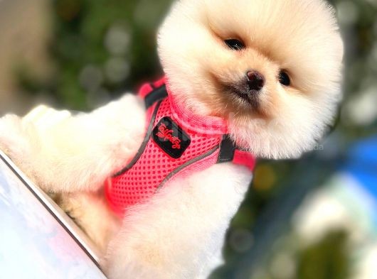 Teddy Bear Di̇şi̇ Pomerani̇an görsel