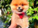Ayi Surat Pomerani̇an Di̇şi̇