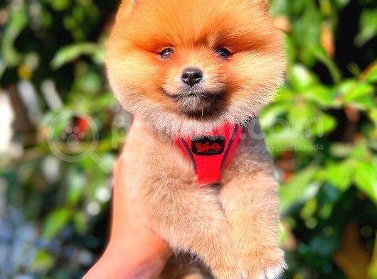 Ayi Surat Pomerani̇an Di̇şi̇ görsel