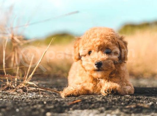 Sevi̇mli̇ Poodle Yavrularimiz görsel