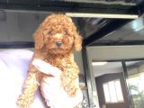 Red Poodle Aşili Bebeği̇mi̇z