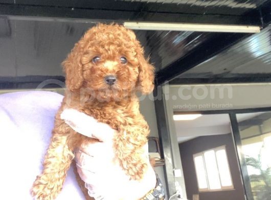 Red Poodle Aşili Bebeği̇mi̇z