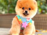 Orange Güzelli̇k Pomerani̇an