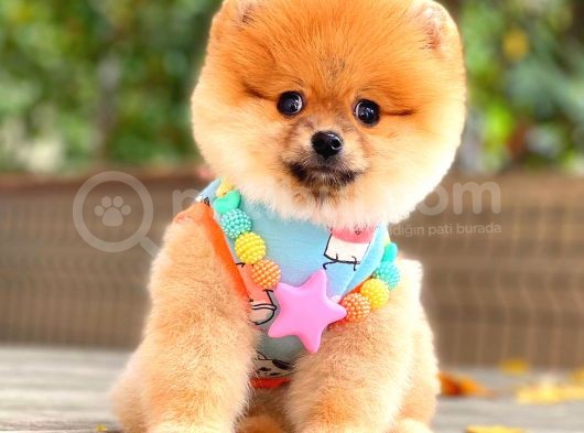 Orange Güzelli̇k Pomerani̇an
