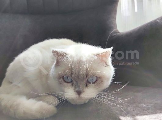 Scothis Fold Lynx Point Dişi Uysal Kedimiz görsel