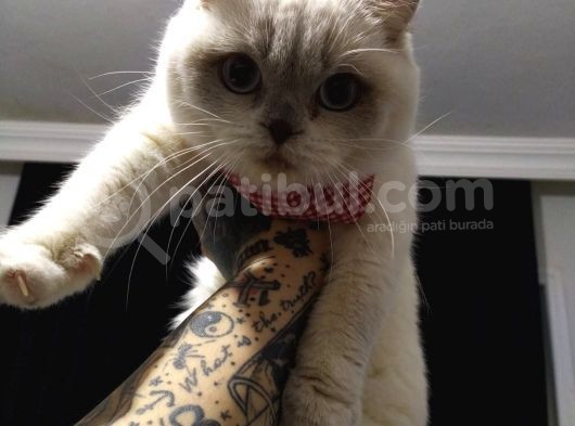 Scothis Fold Lynx Point Dişi Uysal Kedimiz görsel