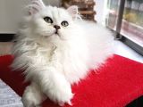 A Kalite Bri̇ti̇sh Longhai̇r Yavrular
