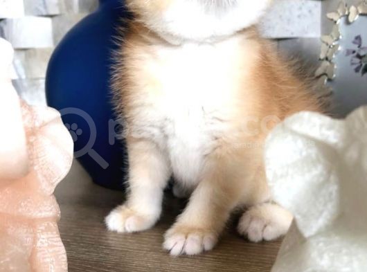 A Kalite Bri̇ti̇sh Shorthai̇r Golden Yavrular görsel