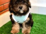 A Kalite Blacktan Maltipoo Yavrumuz