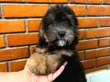 A Kalite Blacktan Maltipoo Yavrumuz