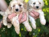 Mini Mini Maltipoo Bebeklerim