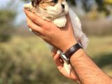 Orjinal Shihtzu Kızımız