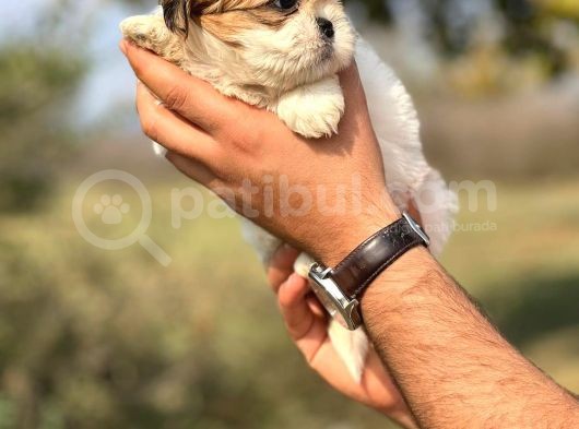 Orjinal Shihtzu Kızımız görsel