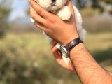 Orjinal Shihtzu Kızımız