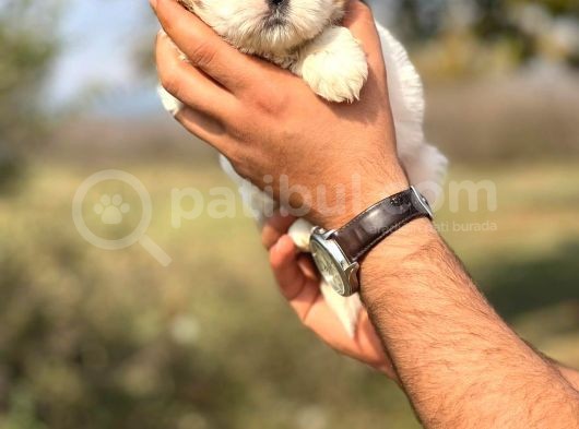 Orjinal Shihtzu Kızımız
