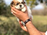 Orjinal Shihtzu Kızımız