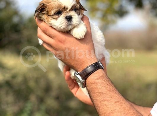 Orjinal Shihtzu Kızımız görsel
