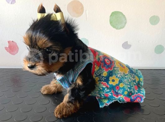 Kg Garantili Orjinal Teacup Yorkshire Afacanlarım görsel