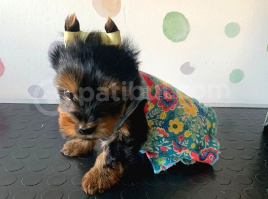 Kg Garantili Orjinal Teacup Yorkshire Afacanlarım